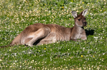 Lounging Kangaroo in Margaret River Region of Western Australia