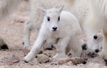 Baby Mountain Goat