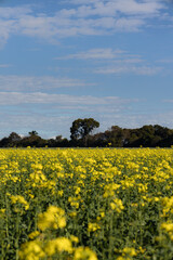 Obraz premium Campo de canola colza. Flores amarelas em um dia ensolarado de céu azul com poucas nuvens e árvores ao fundo.