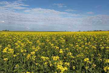 Obraz premium Campo de canola colza. Flores amarelas em um dia ensolarado de céu azul com poucas nuvens e árvores ao fundo.
