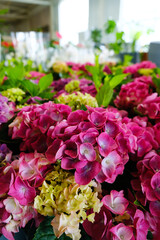 Pink indoor hydrangea in pots in a store of indoor flowers and plants