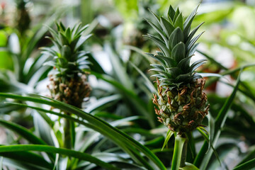 Green small decorative mini pineapples in the store.  Exotic fruits at home.  Growing pineapples at home
