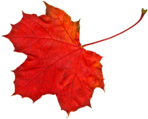 A maple leave with intensive red autumn coloring. Isolated on transparent background. Use as base for your own composing purposes. See other images of the series.