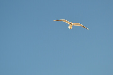 Fototapeta na wymiar The black-headed gull (Chroicocephalus ridibundus) in the air. Blue sky background