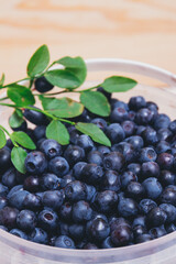 Fresh blueberries closeup in plastic white bucket with fresh branches with green leaves. Ripe blueberries. Macro shot.