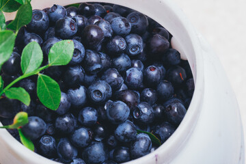 Fresh blueberries closeup in plastic white bucket with fresh branches with green leaves. Ripe blueberries. Macro shot.