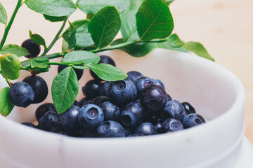 Fresh blueberries closeup in plastic white bucket with fresh branches with green leaves. Ripe blueberries. Macro shot.