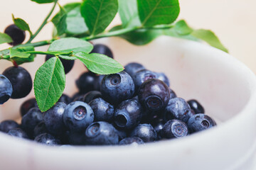Fresh blueberries closeup in plastic white bucket with fresh branches with green leaves. Ripe blueberries. Macro shot.