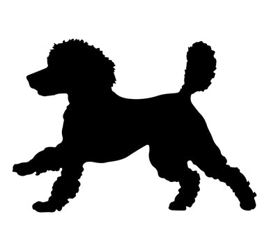 Silhouette of a poodle vector illustration