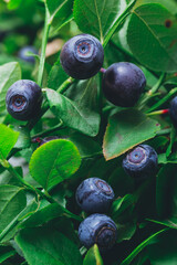 A lot of ripe blueberries in the wild on branches. Blueberry bush with berries on it. Ripe blueberries in forest. Macro shot.