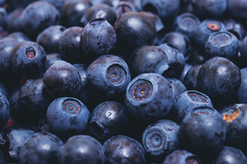 Fresh ripe blueberries. Macro shot.
