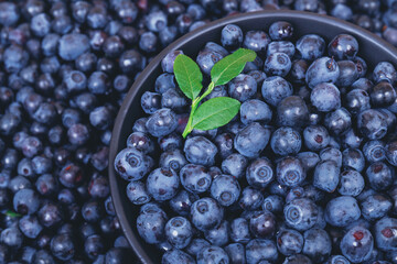 Fresh blueberries with a green branch on top in black bowl on blueberries background.  Close-up. Top view. Bowl filled with ripe blueberries.