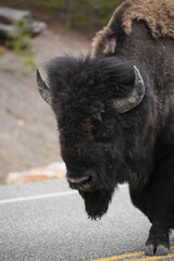 Fototapeta premium Bison(buffalo) in the meadows of Yellowstone