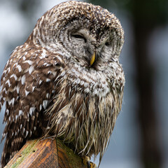 Barred Owl
