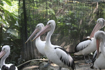 The Australian pelican is a large water bird in the Pelecanidae family, widely distributed in the inland and coastal waters of Australia and New Guinea