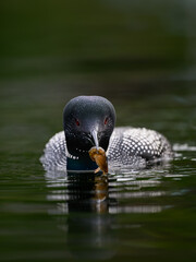 Common loon swimming in dark green water and holding a crayfish in its bill, portrait