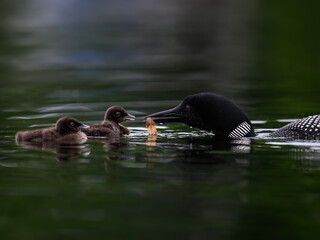 Common Loon feeding its chick with a crayfish in green water