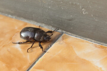 Xylotrupes gideon, the brown rhinoceros beetle, is a species of large scarab beetle belonging to...