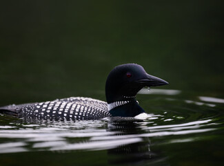 Common loon swimming in green water, closeup portrait