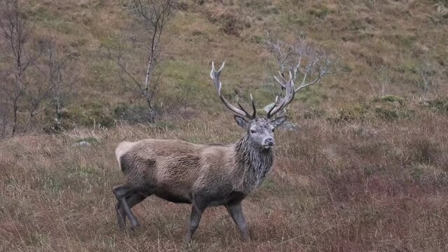 Red deer grazing in the Scottish highlands in autumn on an overcast day.