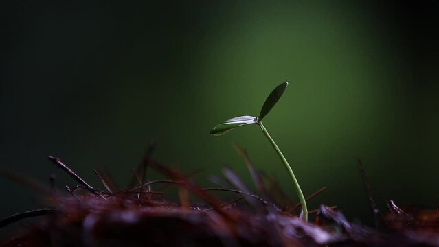 Plant seeds sown in the field and green sprout young cotyledon with water droplets and fresh rain and raindrops on the leaves and beautiful natural environment and life, world water day concept
