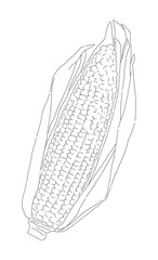 Hand drawn illustration of corn, a type of food crop. It is a grain grown in summer and eats yellow kernels.