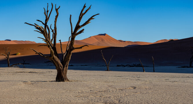 Panoramic Image of Deadvlei Claypan in Early Morning Light in Namibia Africa © Jeff Huth