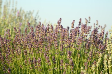 Beautiful blooming lavender growing on sunny day