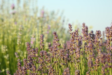 Beautiful blooming lavender growing in field, closeup. Space for text