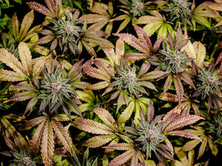 weed flowering indoor room