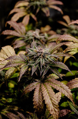 weed flowering indoor room