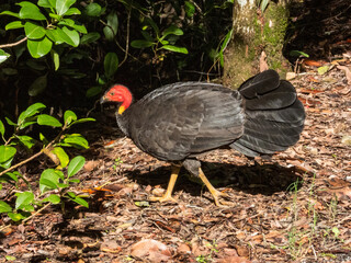 Australian Brush Turkey in Queensland Australia