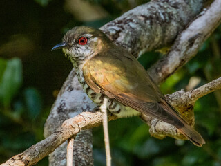 Little Bronze Cuckoo in Queensland Australia