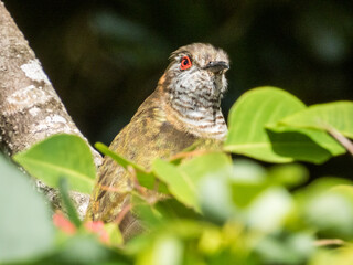Little Bronze Cuckoo in Queensland Australia