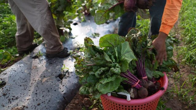 Farmers putting fresh picked beets into a hamper in early morning light in slow motion.