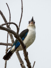 Torresian Kingfisher in Queensland Australia
