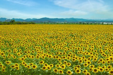 Fototapeta premium ひまわり