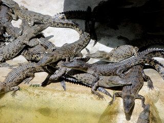 Group Of Baby Crocodiles On A Crocodile Farm, Thailand
