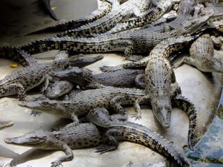 Group Of Young Crocodiles On A Crocodile Farm, Thailand