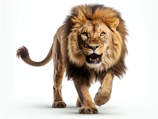 Poster A lion walking towards the camera and growling, isolated on a white background © TheCoopers