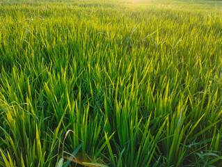 The greenery of nature is stunning with beautiful rice fields illuminated by the setting sun