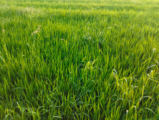 Seeing the Natural Beauty of Green Scenery in Rice Fields, Young Rice That Grows Perfectly