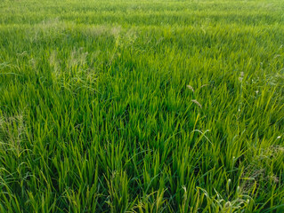 Green Rice Fields Blend with Natural Beauty that spoils the eye