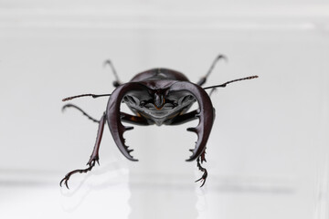 クワガタ　stag beetle