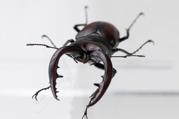 クワガタ　stag beetle