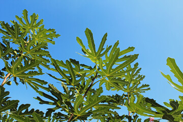 実ったイチジク