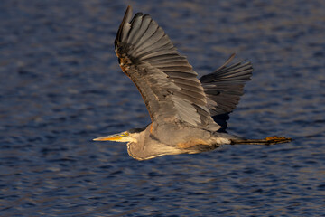Great blue heron flying in beautiful light, seen in the wild in a North California marsh