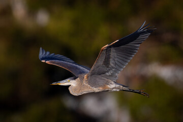 Juvenile great blue heron flying in beautiful light, seen in the wild in North California 