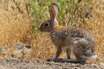 Naklejka na ściany i meble Brush rabbit , seen in the wild in North California