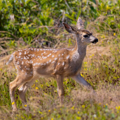 Close-up of a young black-tailed deer (fawn) seen in the wild in North California